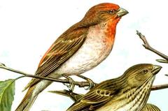 Common Rosefinch